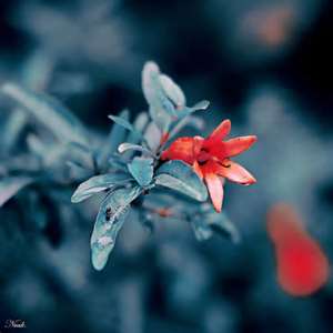 Adevar și frumusețe