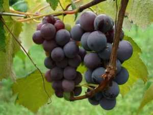 Vița de vie cu struguri