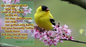 Do-not-worry-about-your-life-God-cares