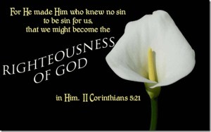 Calla-Lily-1680x1050_thumb[1]