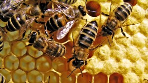 Bees-on-honey-photo-Free1