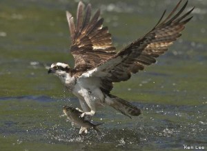 osprey_kenlee_479x350
