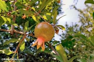 Pomegranate on tree, Tell Samaria, tb070507855